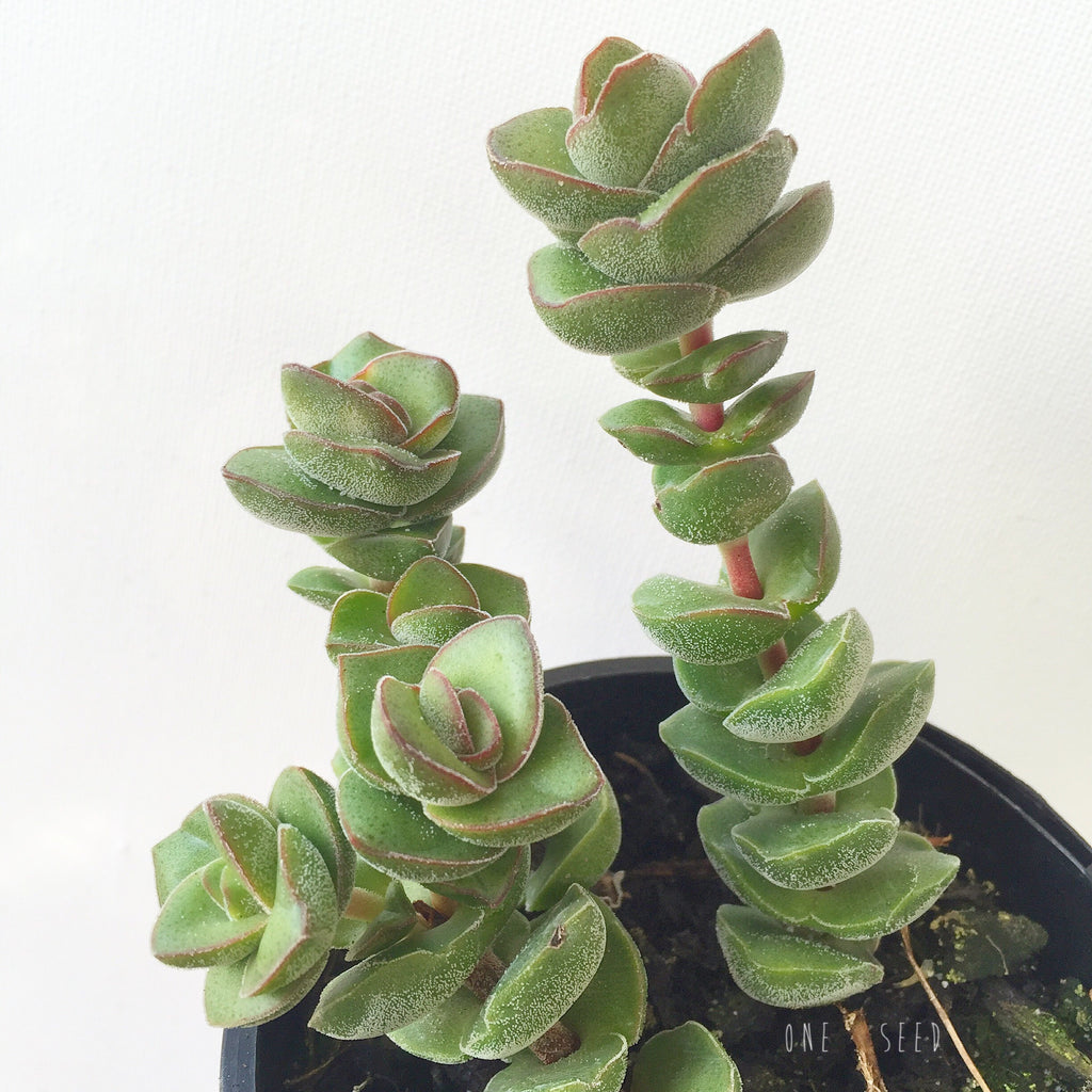 Plant - Crassula Jade Tower