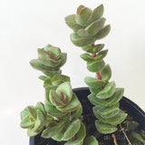 Plant - Crassula Jade Tower