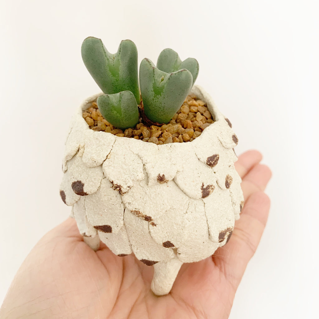 Collector's Succulent Plant Stoneware Pot