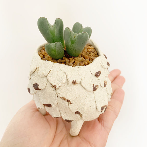 Collector's Succulent Plant Stoneware Pot