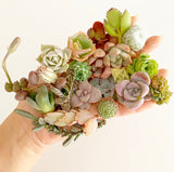 Assorted Succulent Cuttings (Miniatures)