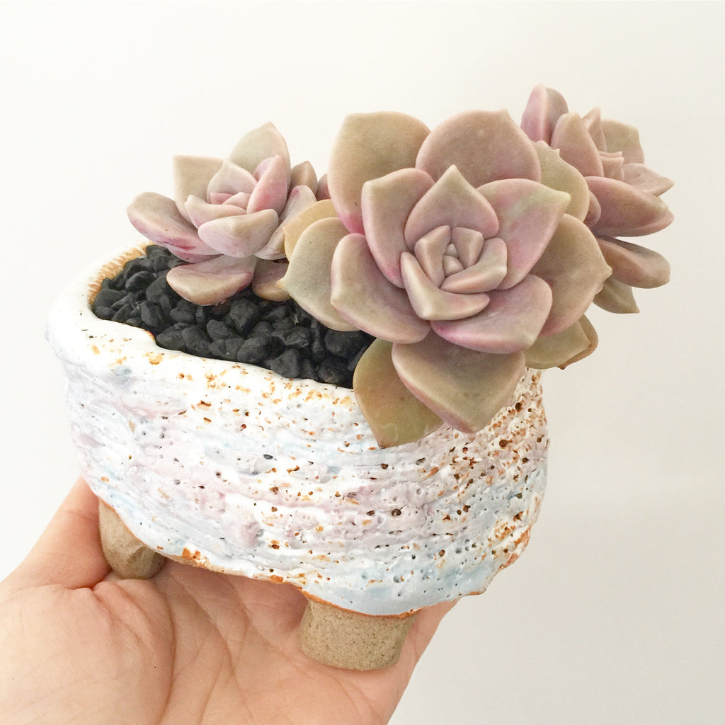 Collector's Succulent Plant Handmade Watercolour Pot