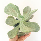 Collector's Succulent Plant Handmade Watercolour Pot - Pachyveria Jocelyn's Joy