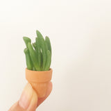 Assorted Succulent Cuttings (Miniatures) with Pots - Soul Made Boutique