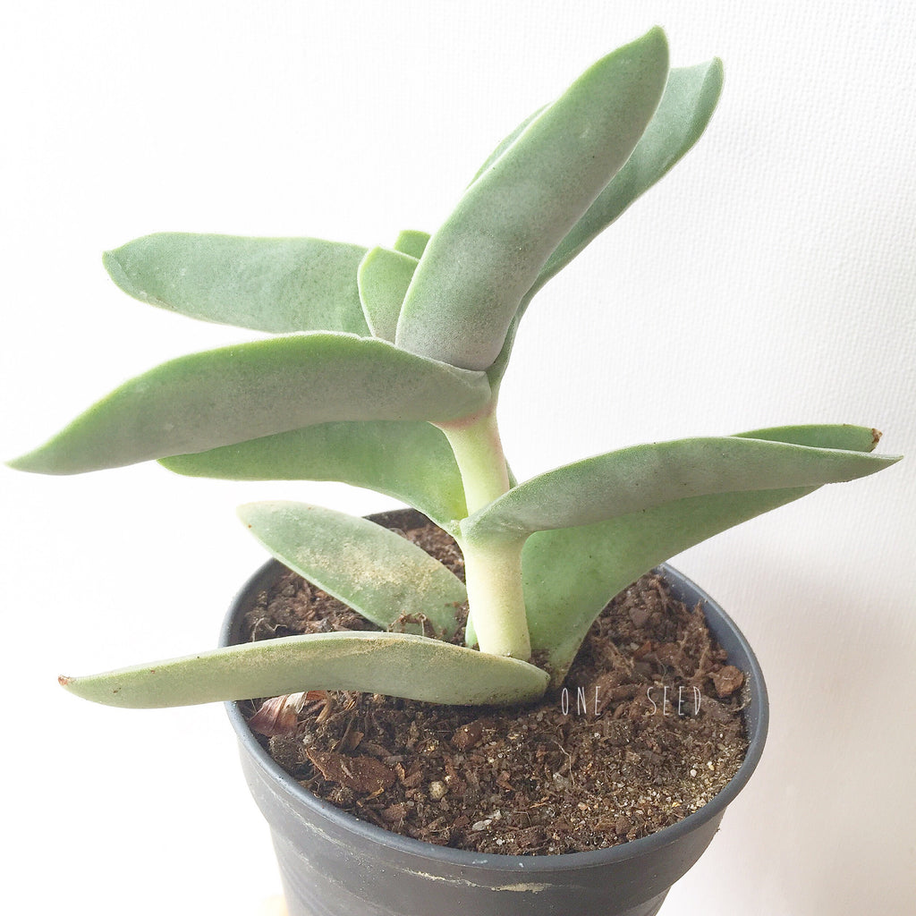 Plant - Crassula Falcata