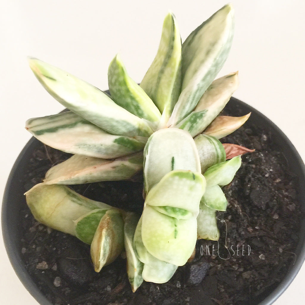 Plant - Gasteria Variegata