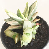 Plant - Gasteria Variegata