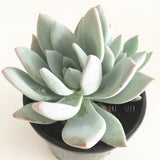 Plant - Pachyphytum Exotica