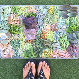 Assorted Succulicious Starter Pack - Soul Made Boutique