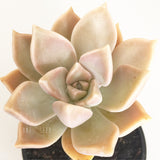 Plant - Graptopetalum Paraguayense