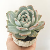 Collector's Succulent Plant Stoneware Pot