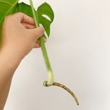 Plant - Variegated Monstera Deliciosa Plant