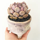 Collector's Succulent Plant Handmade Watercolour Pot