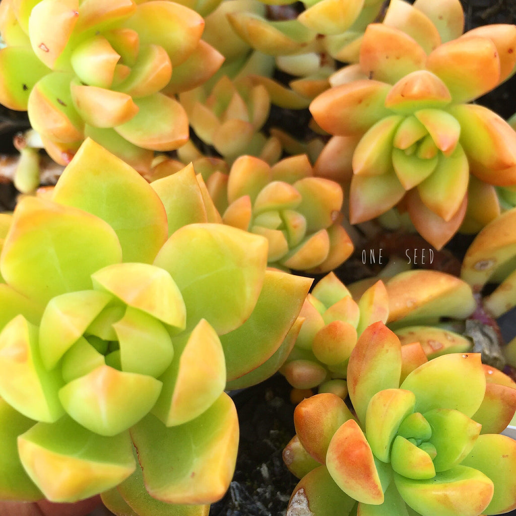 Plant - Sedum Aldolphi