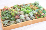 Assorted Succulent Plants - Soul Made Boutique
