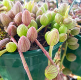 Plant - Senecio Herreianus (String of Watermelon)