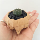 Collector's Succulent Plant Stoneware Pot
