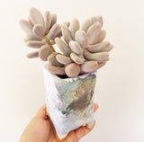 Collector's Succulent Plant Handmade Watercolour Pot - Pachyveria Blue Haze