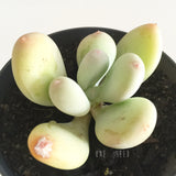 Plant - Pachyphytum Oviferum (Moonstone)