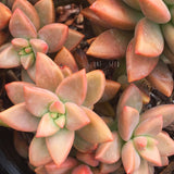 Plant - Sedum Bronze Delight