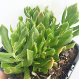 Plant - Unknown