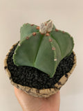 Collector's Succulent Plant Stoneware Pot