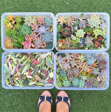 Assorted Succulent Cuttings (Large) - Soul Made Boutique
