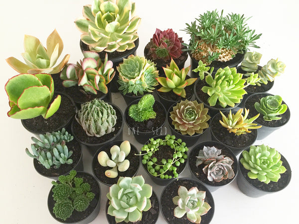 cache bella succulent Plant