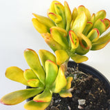 Plant - Crassula C.V. Red Coral