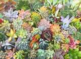 Assorted Succulent Cuttings (Large) - Soul Made Boutique