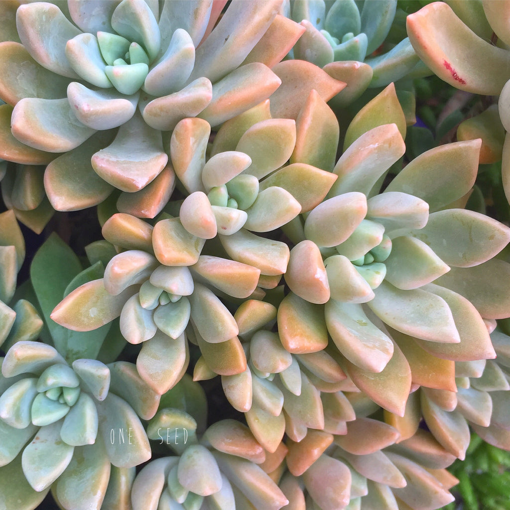 Plant - Graptoveria Silver Queen