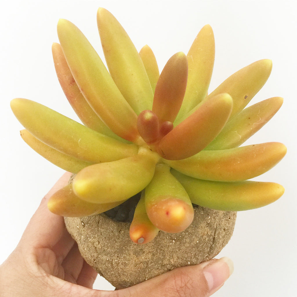 Collector's Succulent Plant Stoneware Pot