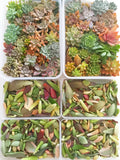 Assorted Succulent Cuttings (Large) - Soul Made Boutique