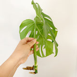 Plant - Variegated Monstera Deliciosa Plant