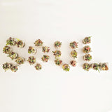 Assorted Succulent Garden Mini - Soul Made Boutique