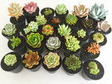 Plant - Sempervivum Pacific Red Rose