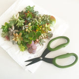 Assorted Succulent Cuttings (Miniatures) with Pots - Soul Made Boutique