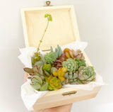 Assorted Succulent Cuttings (Miniatures) Wooden Gift Box