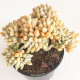 Plant - Cremneria Expatriata Cristata