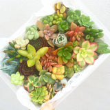 Assorted Succulent Cuttings (Miniatures) - Soul Made Boutique