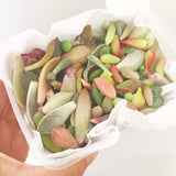 Assorted Succulent Leaves