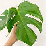 Plant - Variegated Monstera Deliciosa Plant