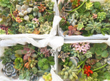 Assorted Succulent Cuttings (Miniatures) with Pots - Soul Made Boutique
