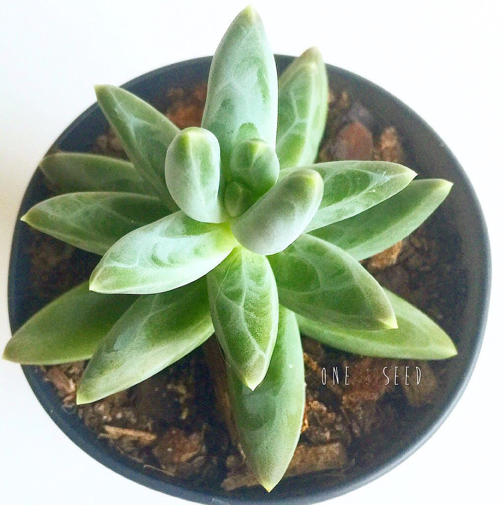 Plant - Pachyphytum Compactum
