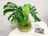 Plant - Variegated Monstera Deliciosa Plant