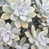 Plant - Graptoveria Tricolor