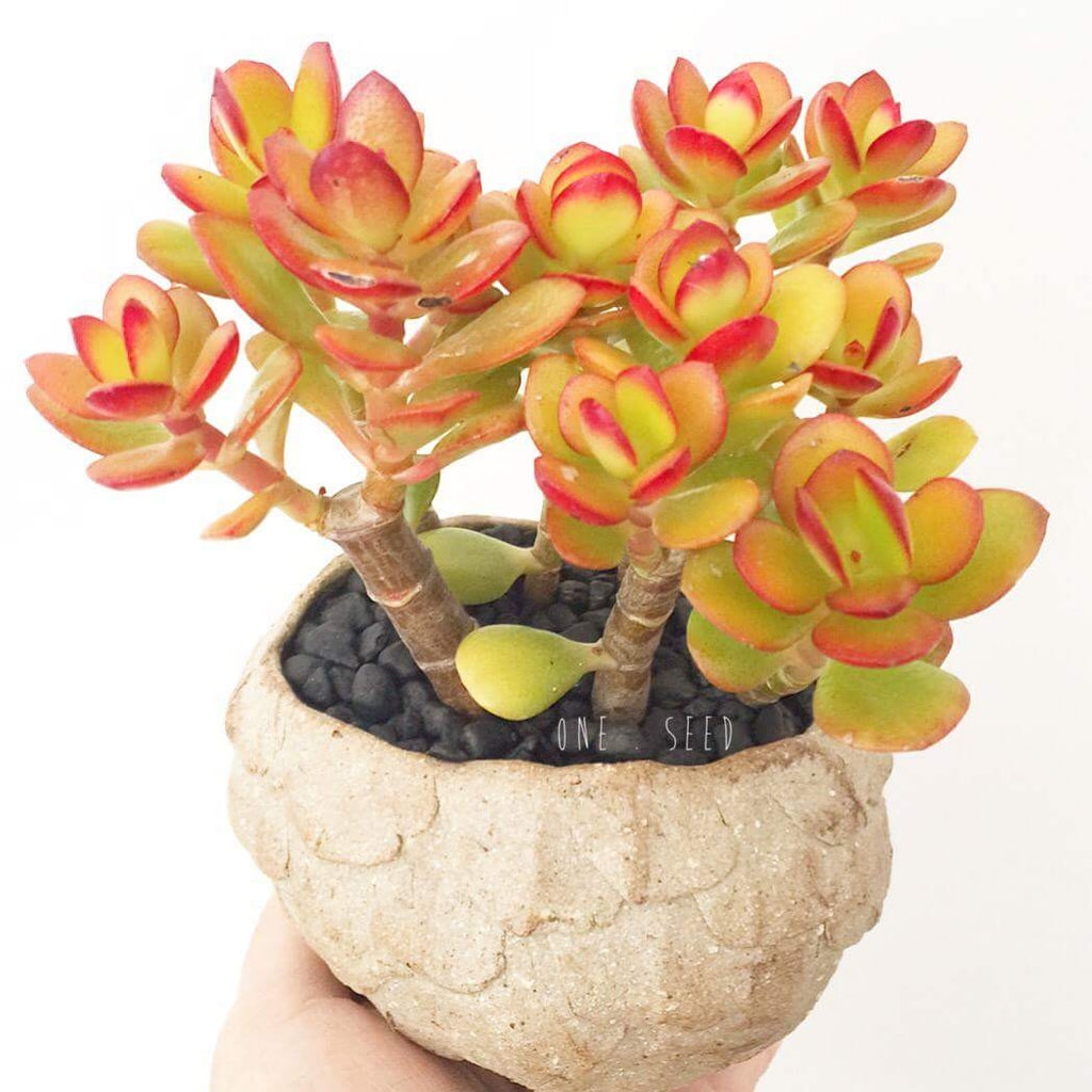 Collector's Succulent Plant Stoneware Pot