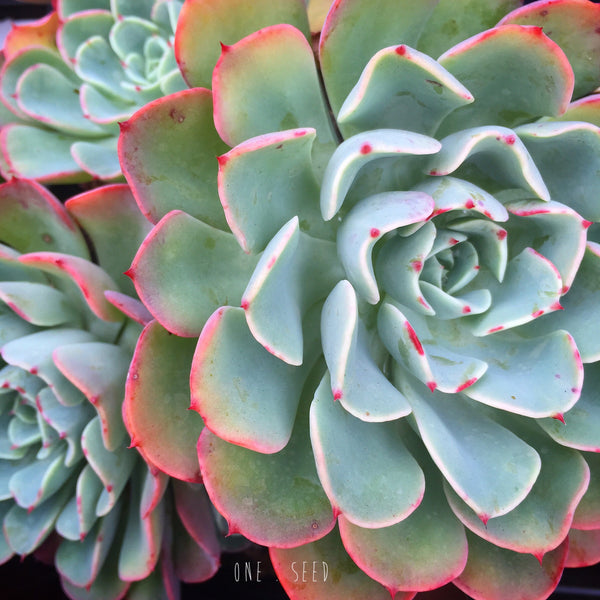 Plant - Echeveria Lara