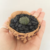 Collector's Succulent Plant Stoneware Pot