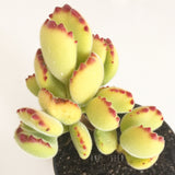 Plant - Cotyledon Ladismithiensis (Bear's Paw)